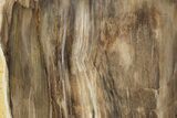 Polished, Petrified Wood (Metasequoia) Stand Up - Oregon #185145-1